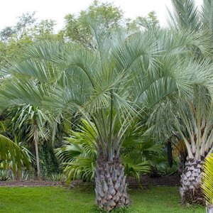 Butia Capitata - celková výška 80-100 cm, kont. C18L (-12°C)